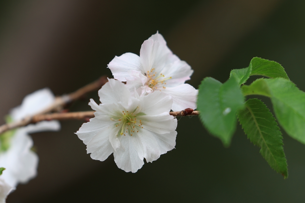 十月桜