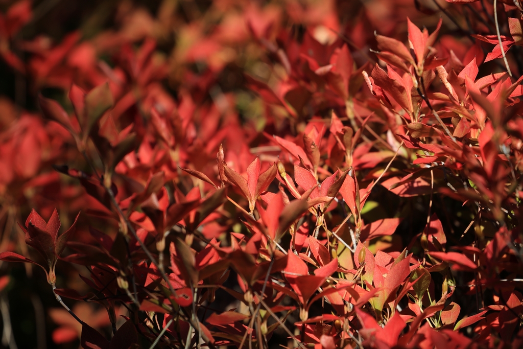 ドウダンツツジ