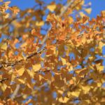 石人の星公園（11月下旬）