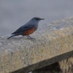 近所の動植物（11月上旬）