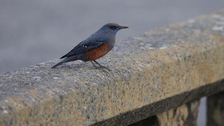 近所の動植物（11月上旬）