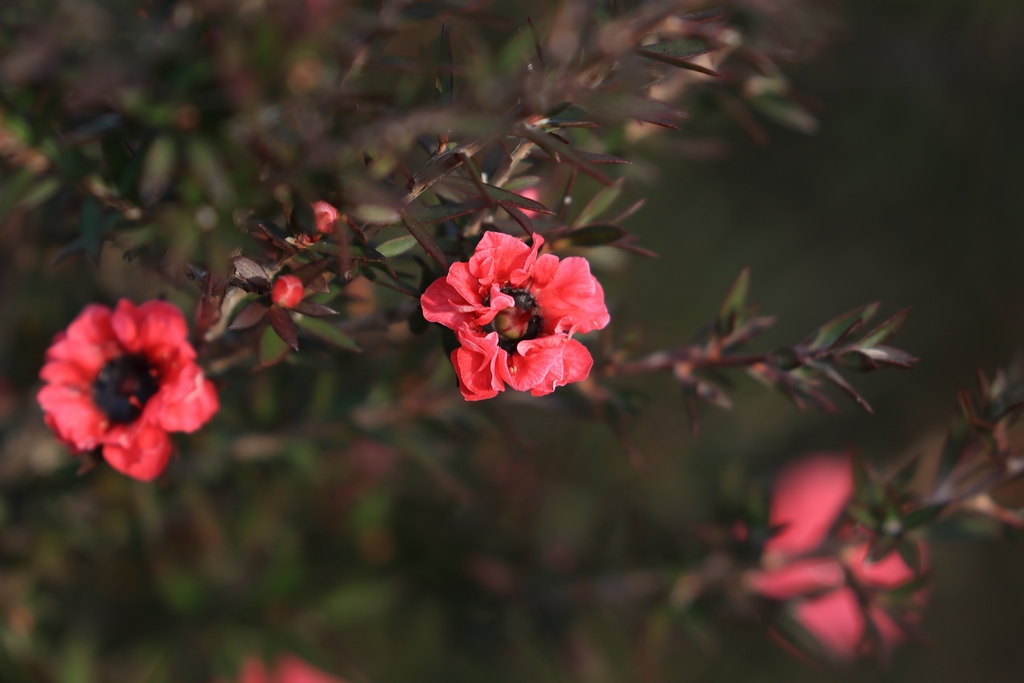 ギョリュウバイ