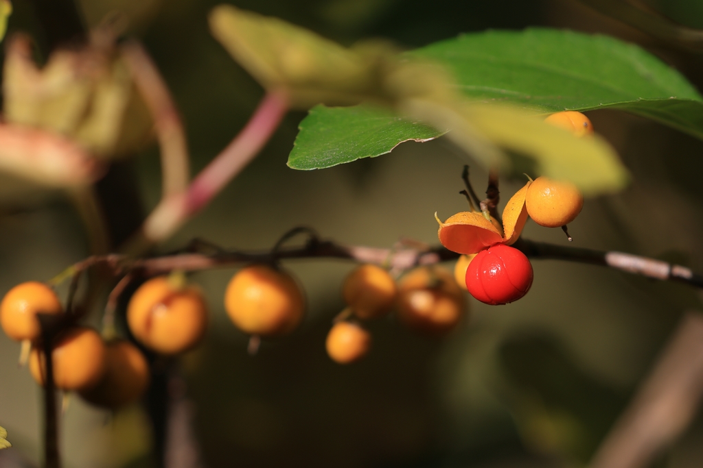 ツルウメモドキ