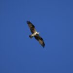 大草山（11月中旬）