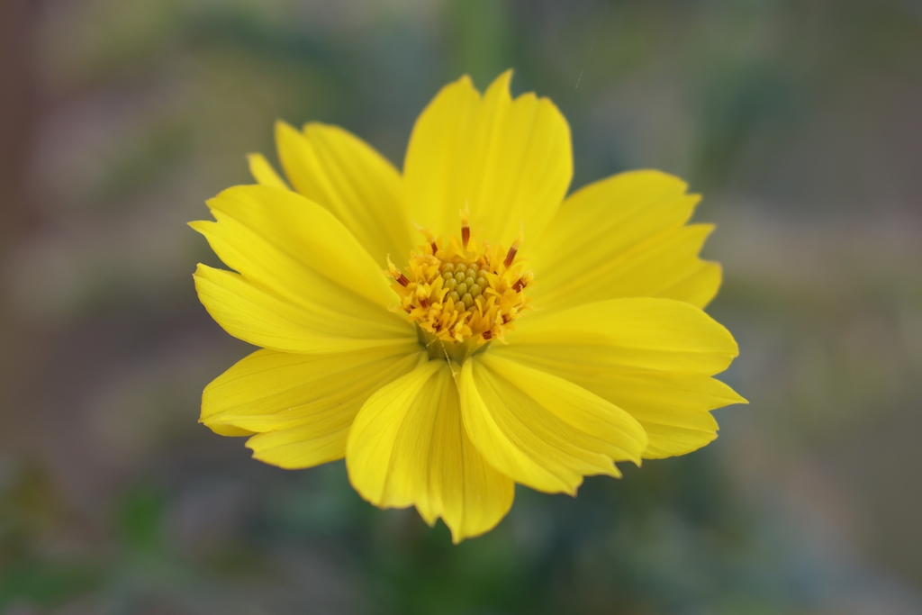 キバナコスモス