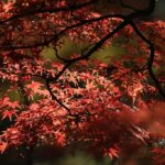 飯田公園（11月下旬）