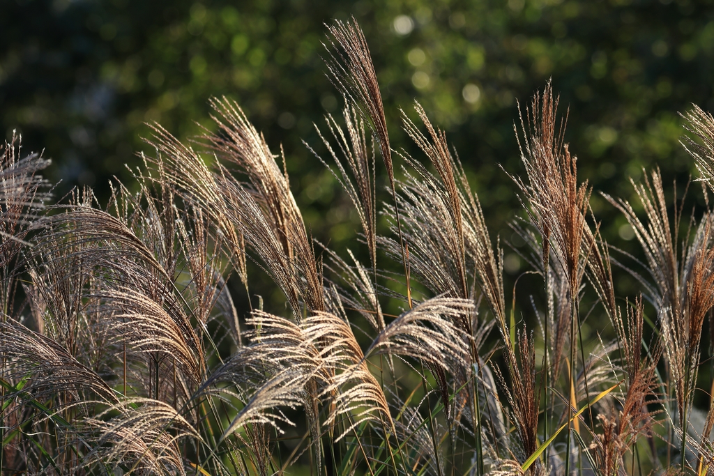 ススキ