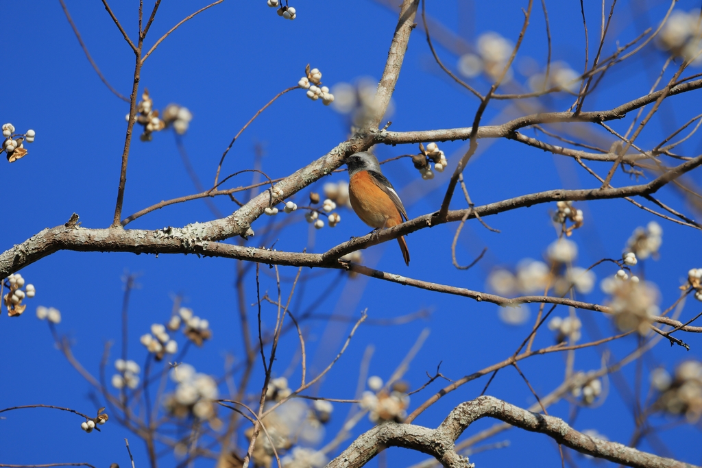 ジョウビタキ（オス）