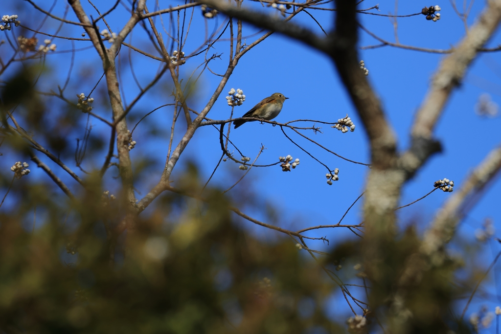 ジョウビタキ（メス）