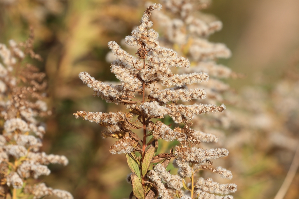 セイタカアワダチソウ