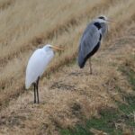 近所の動植物（12月中旬）