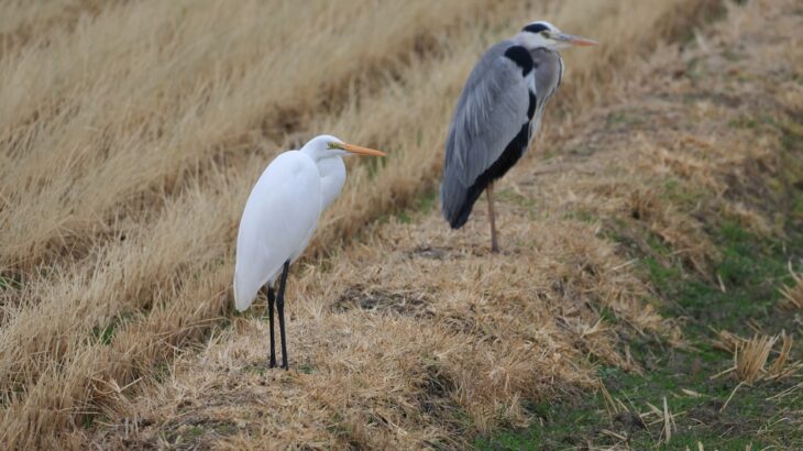 近所の動植物（12月中旬）