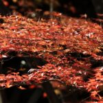 森林公園（12月上旬）