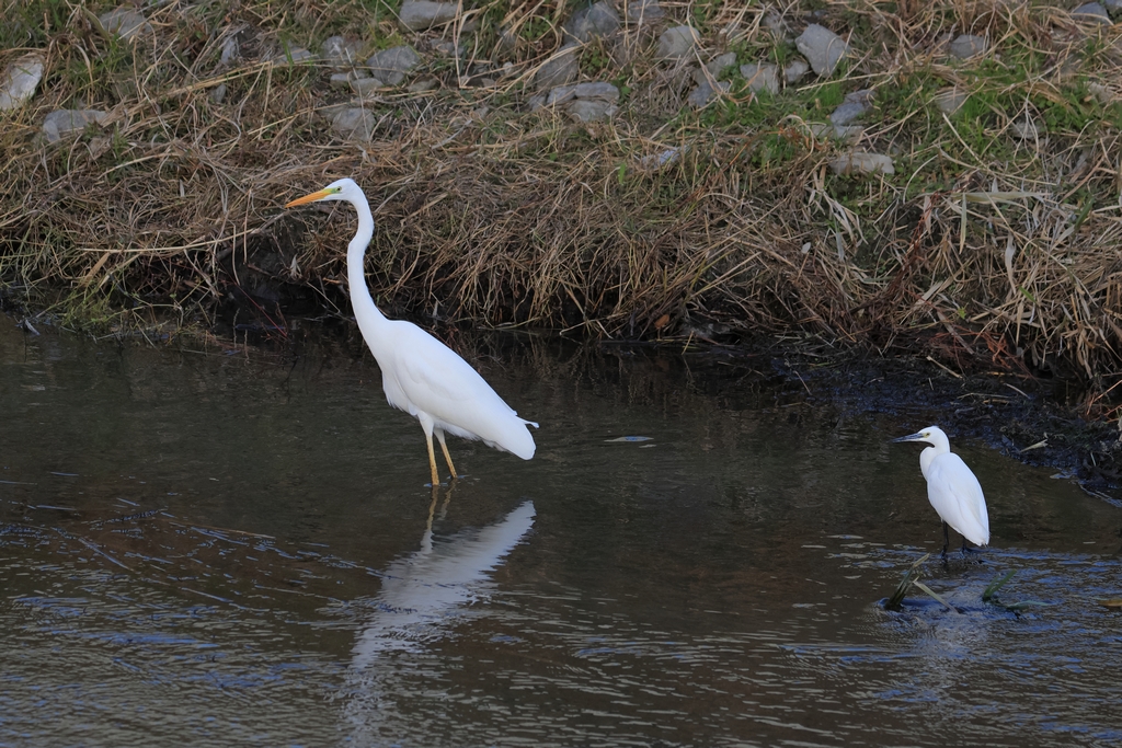 ダイサギとコサギ
