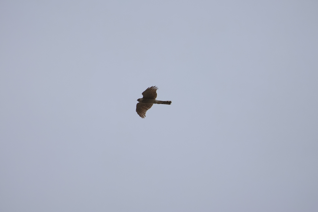 チョウゲンボウ