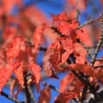 浜名湖ガーデンパーク（12月下旬）