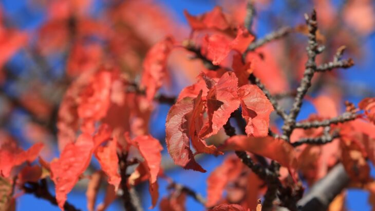 浜名湖ガーデンパーク（12月下旬）