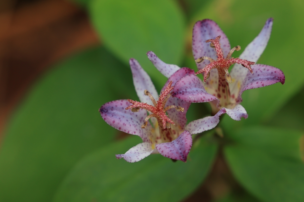 タイワンホトトギス