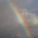 近所の動植物（12月中旬）