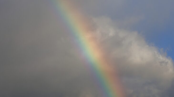 近所の動植物（12月中旬）