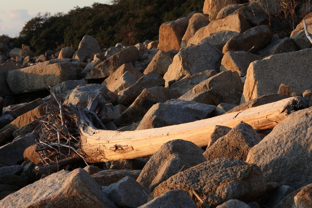 岩場の流木
