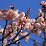 飯田公園（1月中旬）