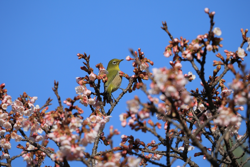熱海桜とメジロ
