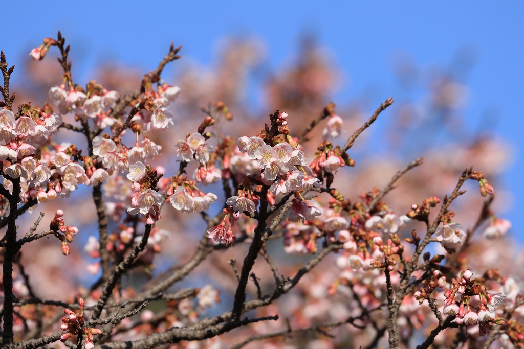 熱海桜