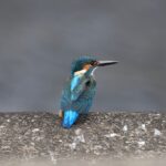 近所の野鳥（1月中旬）