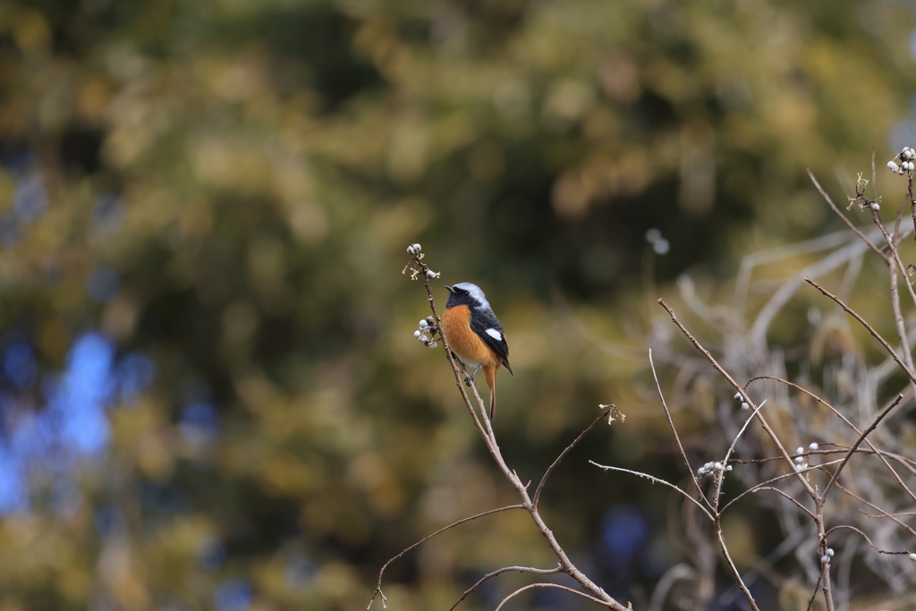ジョウビタキ（オス）