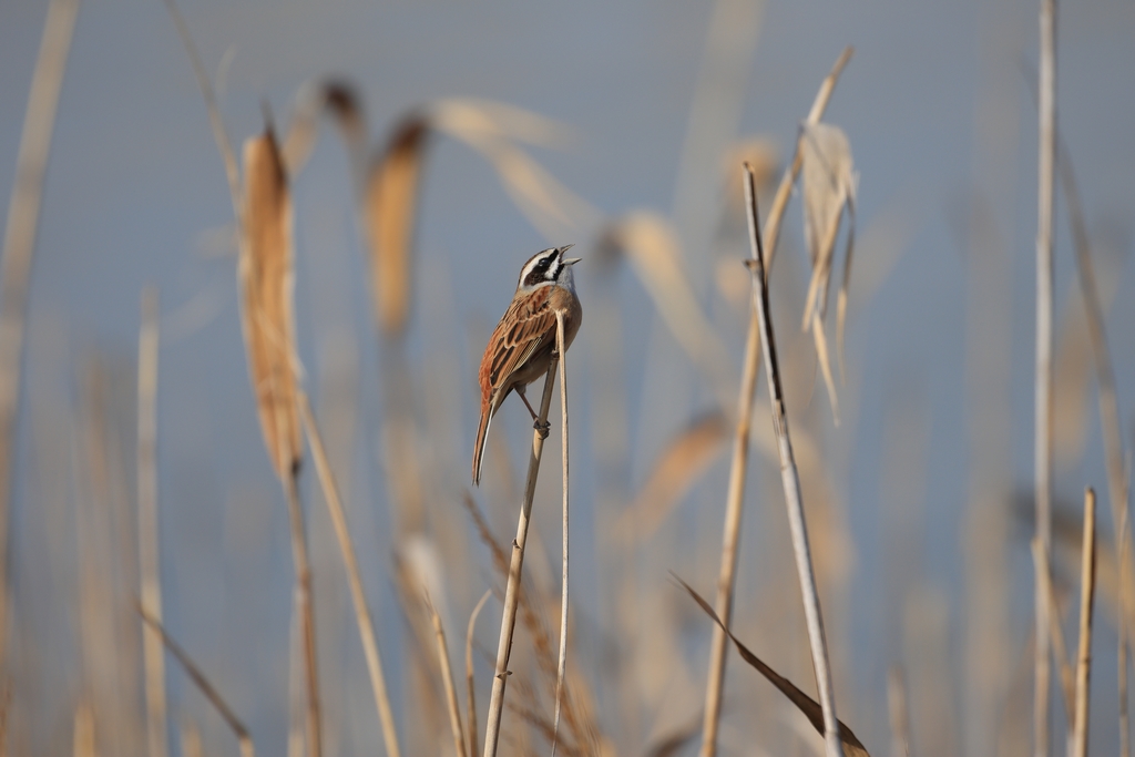 ホオジロ(オス)