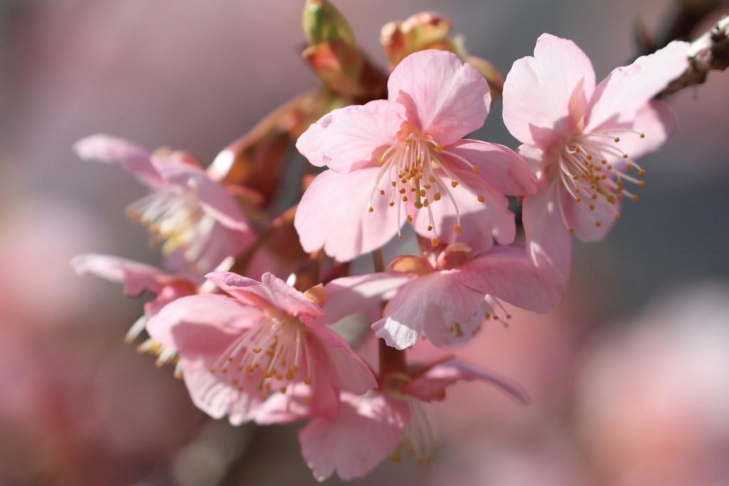 河津桜