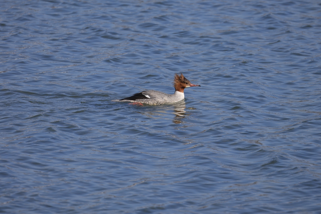 カワアイサ(メス)