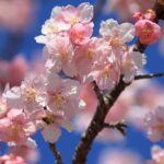 東大山さくらまつり２０２６