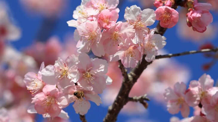 東大山さくらまつり２０２６