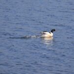 都田川（2月中旬）