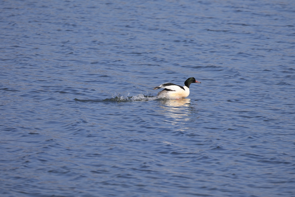 カワアイサ(オス)