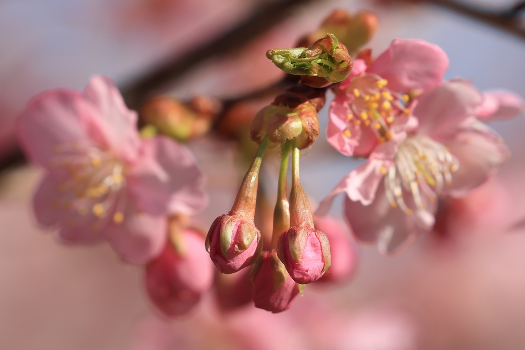 河津桜