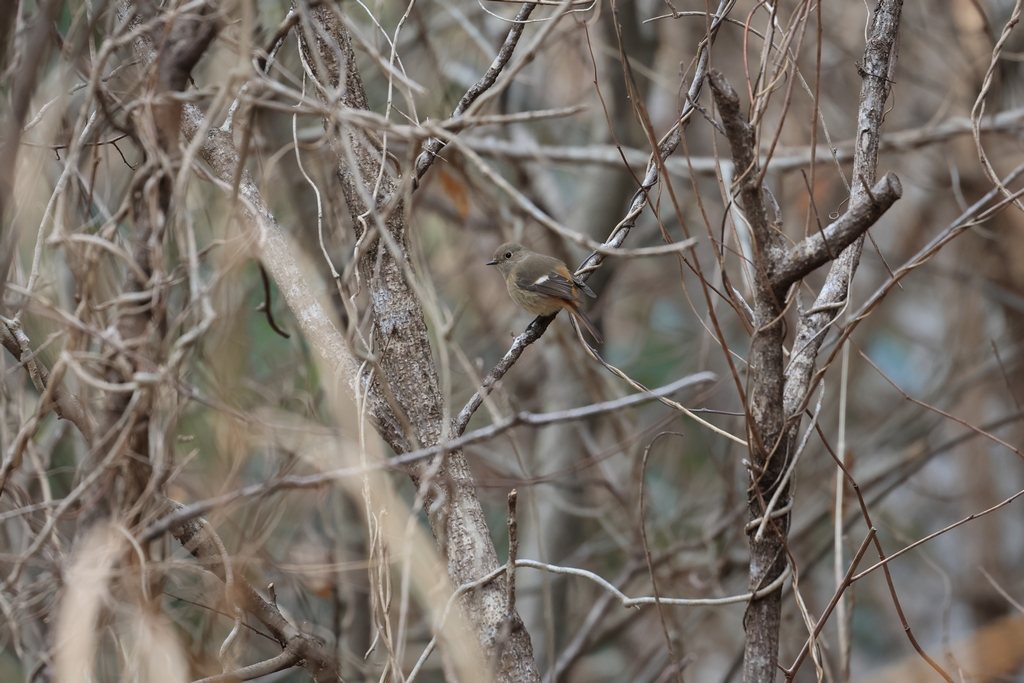 ジョウビタキ（メス）