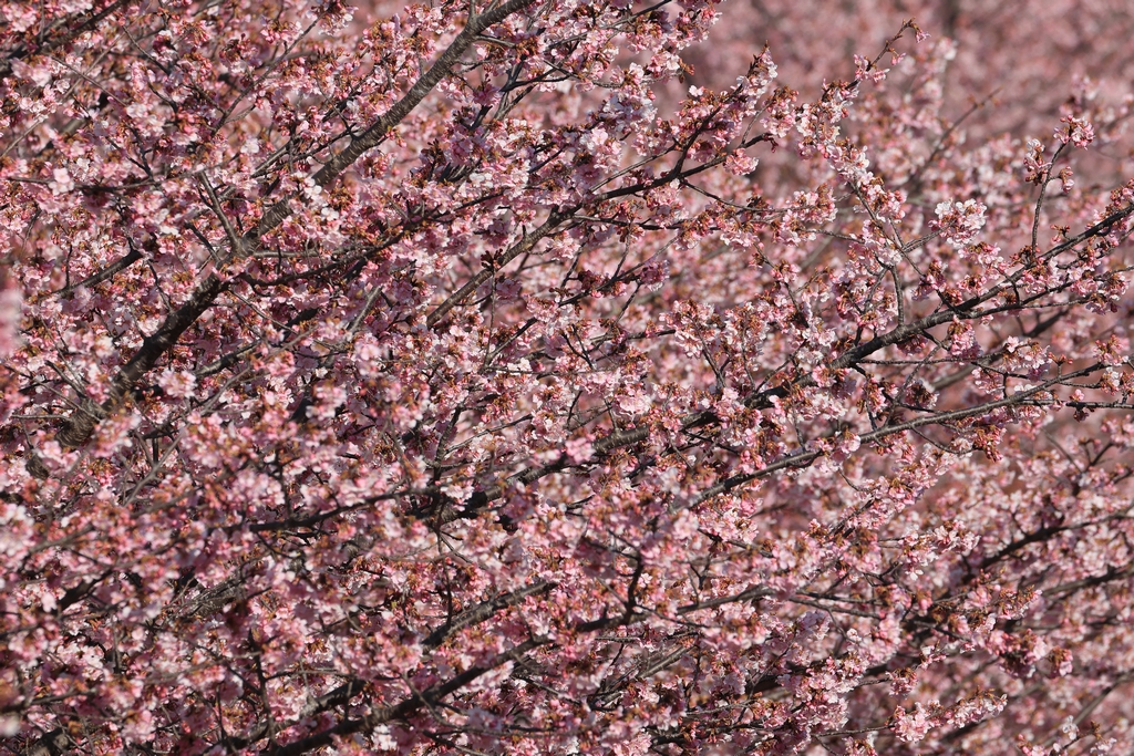 河津桜