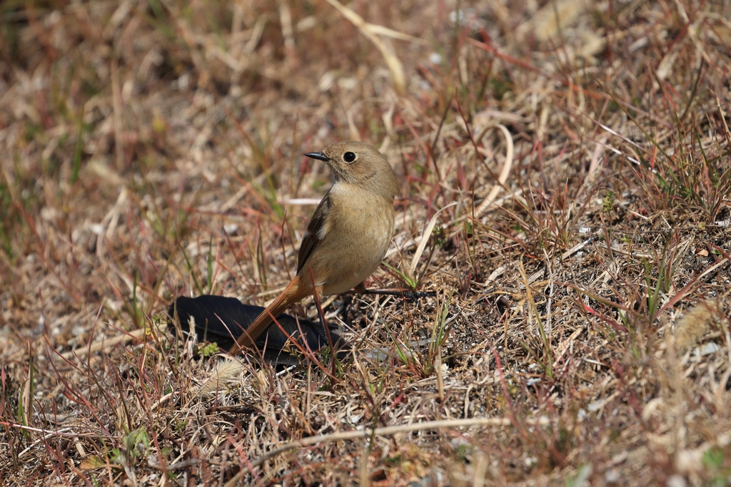ジョウビタキ(メス)