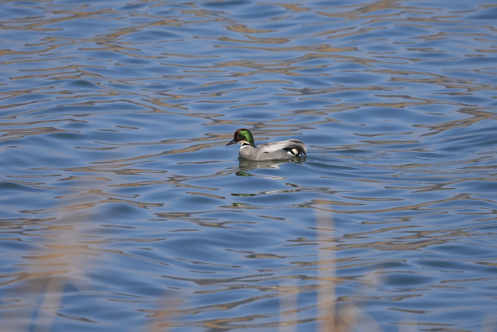 ヨシガモ(オス)