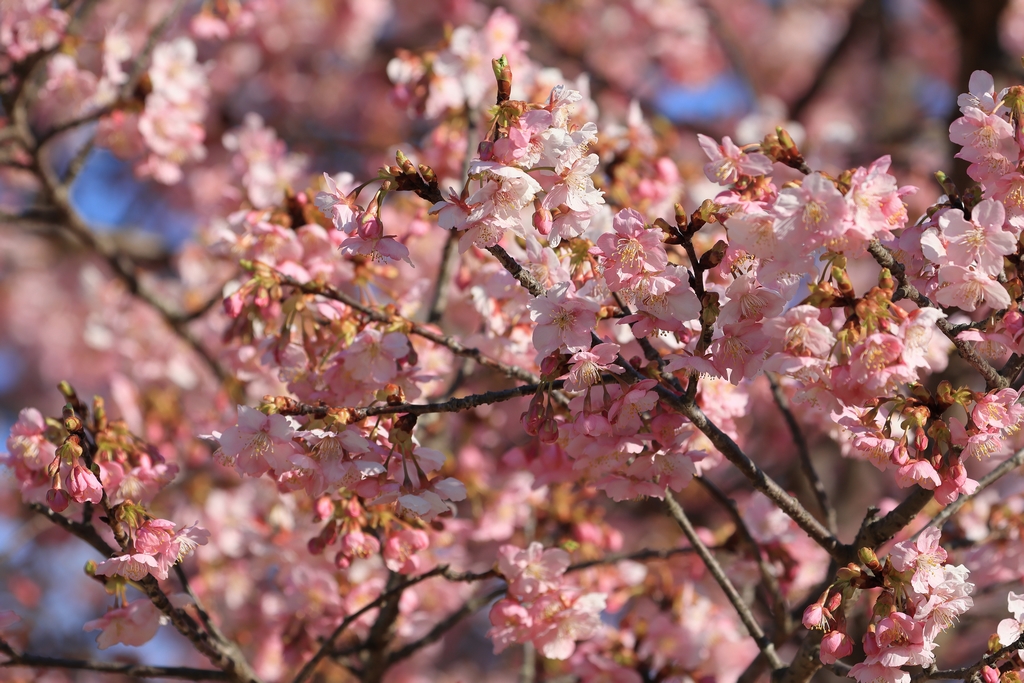 河津桜