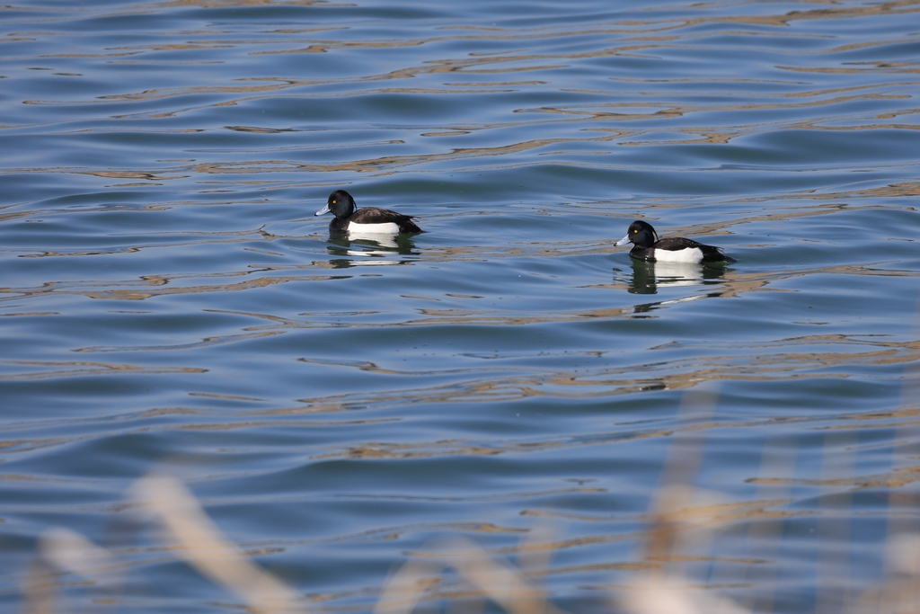 キンクロハジロ(オス)