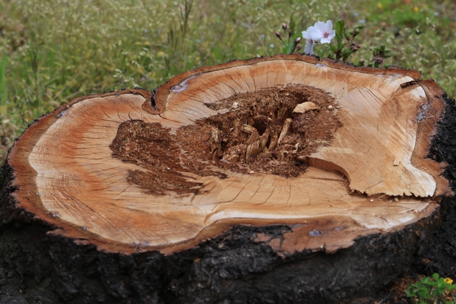 ソメイヨシノの切り株