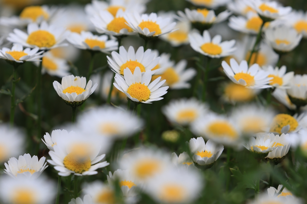 クリサンセマム