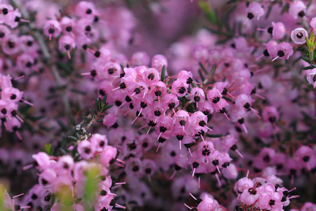 ジャノメエリカ