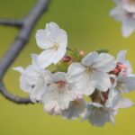 近所のソメイヨシノ