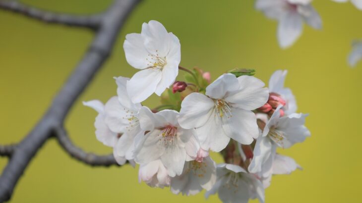 近所のソメイヨシノ