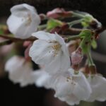 安間川公園（3月下旬）